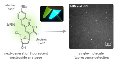 Structure of the ABN nucleoside analogue, along with an image demonstrating single-molecule detection.